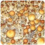 Псилоцибиновые (галлюциногенные) грибы Psilocybin "Golden Teacher" в Белой Калитве Псилоцибиновые (галлюциногенные) грибы Psilocybin "Golden Teacher" в Белой Калитве