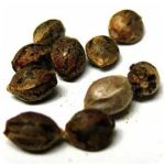 Семена марихуаны АК-47 (Seeds AK-47) в Белой Калитве Семена марихуаны АК-47 (Seeds AK-47) в Белой Калитве